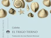 trigo tierno