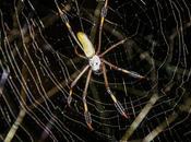 araña seda dorada