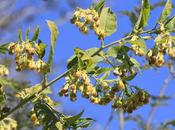 Tabaco monte (Trixis praestans)
