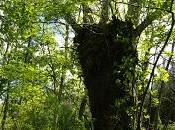 DEFORESTACIÓN tala masiva bosques