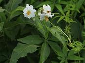 Granadillo (Solanum bonariense)