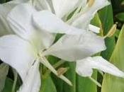 Flor nacional Cuba, mariposa blanca