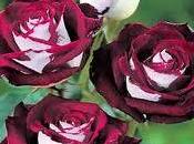 Rosa Osiria floración impactante