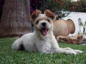 PEPO: Cruce Yorki caniche abandonado. GPAR