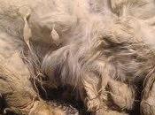 Historias adoptados. Dolly