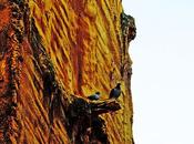 Descanso palomas fondo poliuretano proyectado