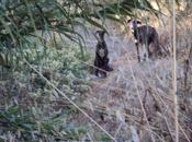 Galga cachorros.(badajoz)