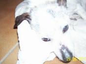 SMOCK, desnutrido, mordizcos, cansado decaído. (GRANADA)