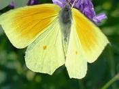 Mariposa Cleopatra: fenología ciclo anual