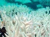 Gran Barrera Coral Australia sufre peor blanqueamiento