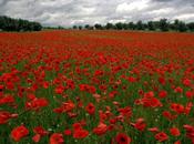 Contratación temporal trabajadores sector agrario