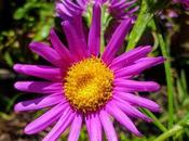 Cineraria púrpura (Senecio pulcher)