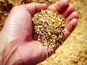 Salvado trigo: propiedades, beneficios cómo tomarlo