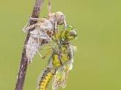 Nacimiento libélula birth dragonfly
