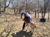 Continúa combate plagas enfermedades sector agropecuario