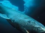 Monstruo Lago Ness tiburón boreal?