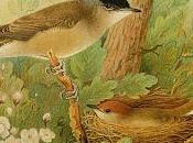 Chispa" "The Spark Bird"