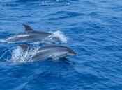 Excursión Avistamiento Delfines Mular Costa Acantilados Gigantes Tenerife Agosto 2018