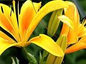 Precauciones desconfinamiento (OMS) Posibles ondas epidémicas (investigación)