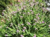 Polygala Myrtifolia