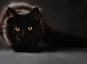 Gatos negros halloween