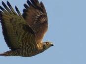 Rapaces entre laredo liendo