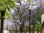 Floración jacarandas Barcelona