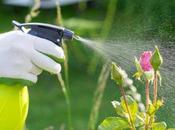 Recetas caseras ecológicas para plantas.
