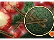 Como vencer superbacterias resistentes Antibióticos