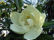 aroma magnolias