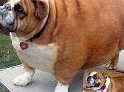 control peso nuestras mascotas
