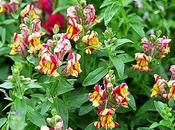 Antirrhinum majus