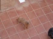 Perrita peluchina joven atrapada casa. Acogida adopción. (Granada)