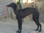 Granada, galga robada protectora Arconatura Linares.