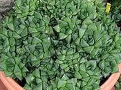 Haworthia cuspidata