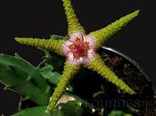 Stapelia flavopurpurea