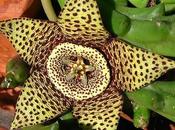 Orbea variegata...flor lagarto