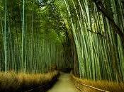 Dulkamara: piel rejuvenecida bambú