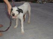 CopioLlamaron amiga Sara anoche (ella enfermera)