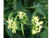 Vencetosigo (Cynanchum vincetoxicum)