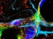 Células vasos sanguíneos ayudan cicatrizar sistema nervioso central