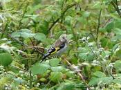 poco campiña estival