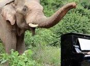 hombre toca piano para tranquilizar elefantes viejos, discapacitados sido torturados.