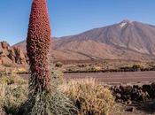 Tajinastes Rojos Teide Roques García