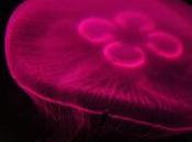 Cómo aliviar picaduras medusas: pomada primeros auxilios