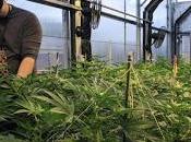 Legalización Drogas Alucinógenas tiempos Pandemia