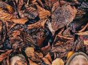 Manuel Moyano. Cuadernos tierra