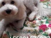 Buscamos Bella