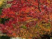 Liquidambar styraciflua.