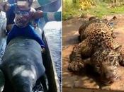 Cuatro detenidos muerte jaguar estado Zulia. (FOTO) #Animales #Jaguar #Venezuela